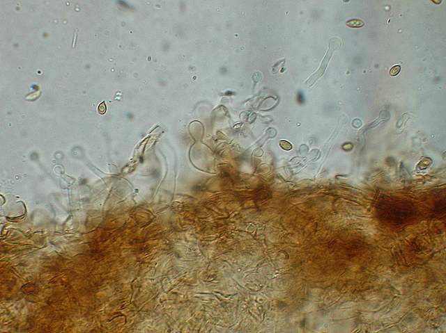 Galerina subexcentrica  spec.nov.